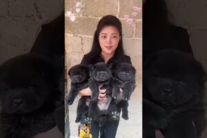 The love for these cute puppies grows day by day #dog #pet #cutedog #puppy #puppylove #cuteanimal