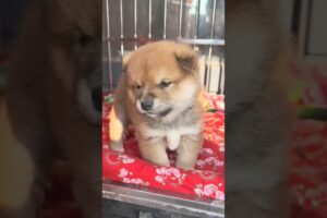 Funny Cute Puppies #shorts #cute