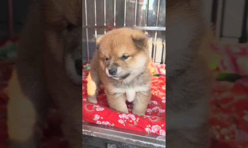 Funny Cute Puppies #shorts #cute