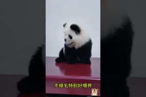 The love for these cute puppies grows day by day #dog #pet #cutedog #puppy #puppylove #cuteanimal