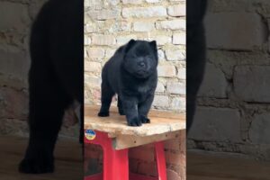 The love for these cute puppies grows day by day #dog #pet #cutedog #puppy #puppylove #cuteanimal