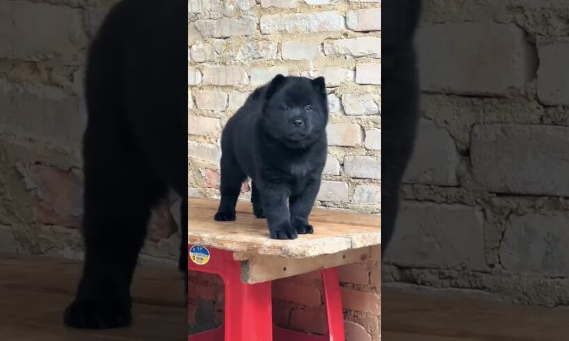 The love for these cute puppies grows day by day #dog #pet #cutedog #puppy #puppylove #cuteanimal