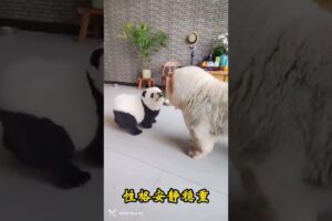 The love for these cute puppies grows day by day #dog #pet #cutedog #puppy #puppylove #cuteanimal