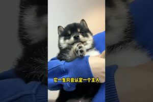 The love for these cute puppies grows day by day #dog #pet #cutedog #puppy #puppylove #cuteanimal