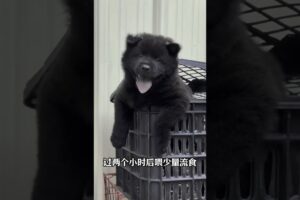 The love for these cute puppies grows day by day #dog #pet #cutedog #puppy #puppylove #cuteanimal