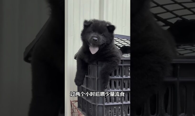 The love for these cute puppies grows day by day #dog #pet #cutedog #puppy #puppylove #cuteanimal