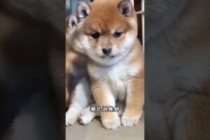 The love for these cute puppies grows day by day #dog #pet #cutedog #puppy #puppylove #cuteanimal