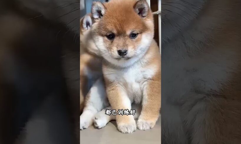 The love for these cute puppies grows day by day #dog #pet #cutedog #puppy #puppylove #cuteanimal