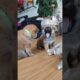 Funny Cute Puppies #shorts #cute