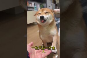 The love for these cute puppies grows day by day #dog #pet #cutedog #puppy #puppylove #cuteanimal