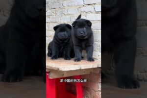 The love for these cute puppies grows day by day #dog #pet #cutedog #puppy #puppylove #cuteanimal