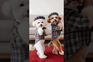 cute puppies adorable video #puppy #cutedog #dog #shorts