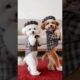 cute puppies adorable video #puppy #cutedog #dog #shorts