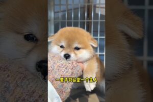 The love for these cute puppies grows day by day #dog #pet #cutedog #puppy #puppylove #cuteanimal