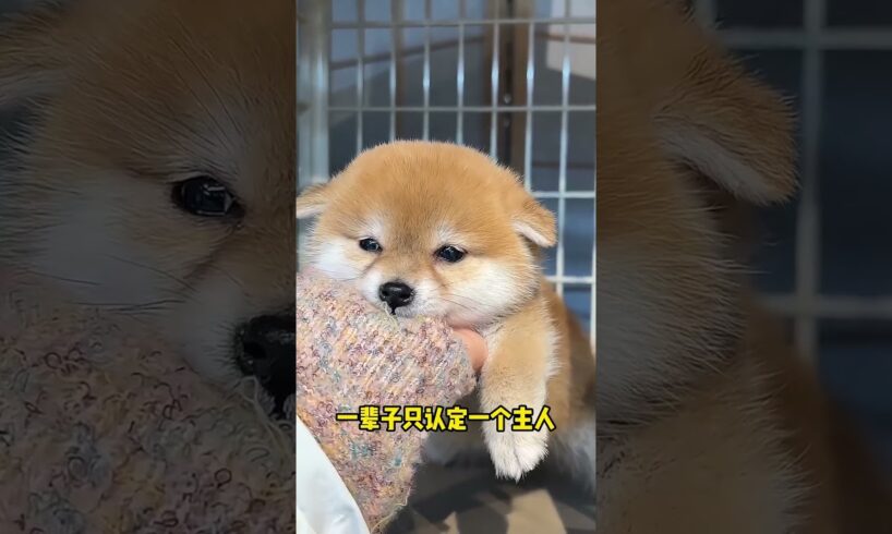 The love for these cute puppies grows day by day #dog #pet #cutedog #puppy #puppylove #cuteanimal