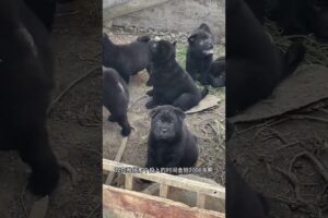 The love for these cute puppies grows day by day #dog #pet #cutedog #puppy #puppylove #cuteanimal