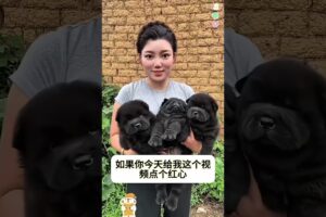 The love for these cute puppies grows day by day #dog #pet #cutedog #puppy #puppylove #cuteanimal