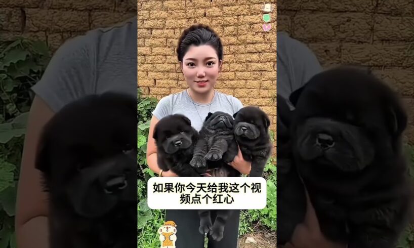 The love for these cute puppies grows day by day #dog #pet #cutedog #puppy #puppylove #cuteanimal