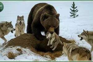 Craziest Grizzly Bear Attacks Ever Caught On Camera | Animal Fights #69