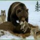 Craziest Grizzly Bear Attacks Ever Caught On Camera | Animal Fights #69