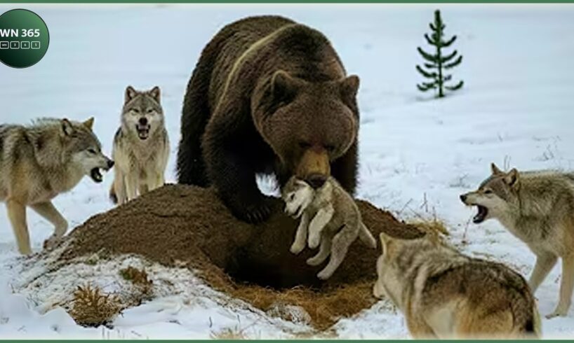 Craziest Grizzly Bear Attacks Ever Caught On Camera | Animal Fights #69