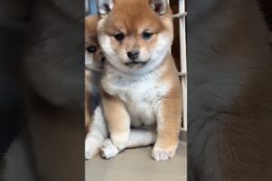 The love for these cute puppies grows day by day #dog #pet #cutedog #puppy #puppylove #cuteanimal