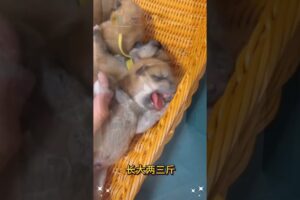 The love for these cute puppies grows day by day #dog #pet #cutedog #puppy #puppylove #cuteanimal