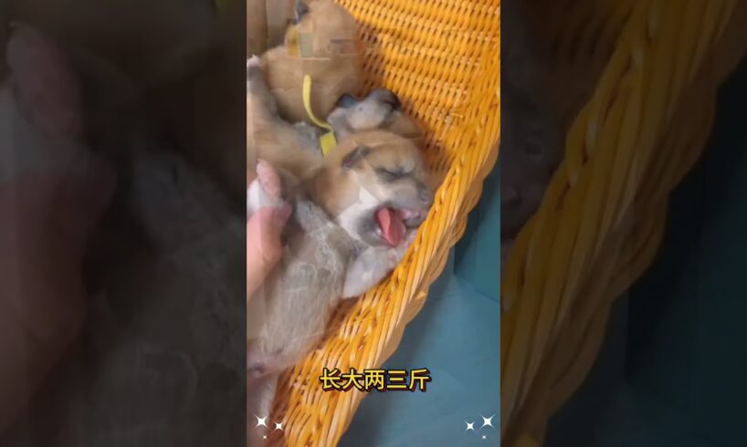 The love for these cute puppies grows day by day #dog #pet #cutedog #puppy #puppylove #cuteanimal