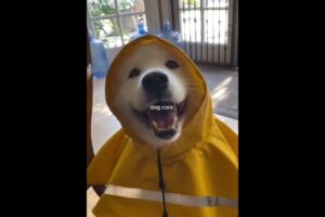 Cutest Puppies, In Order