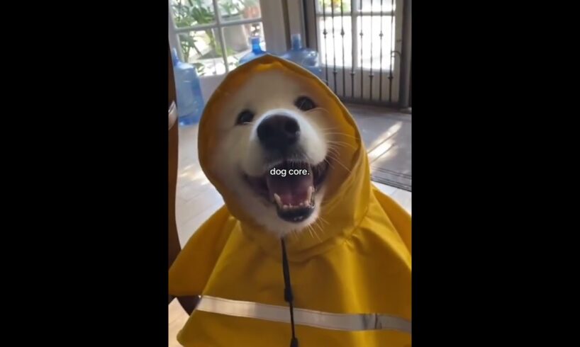 Cutest Puppies, In Order