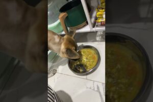 Cute Dog Collection, The World’s Cutest Puppies #dog #puppies #puppy #video #cute #cutest