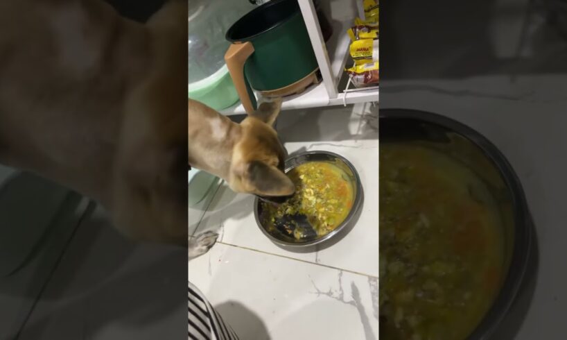 Cute Dog Collection, The World’s Cutest Puppies #dog #puppies #puppy #video #cute #cutest