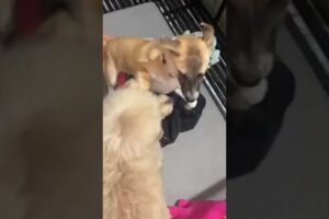 Cute Dog Collection, The World’s Cutest Puppies #dog #puppies #puppy #video #cute #cutest