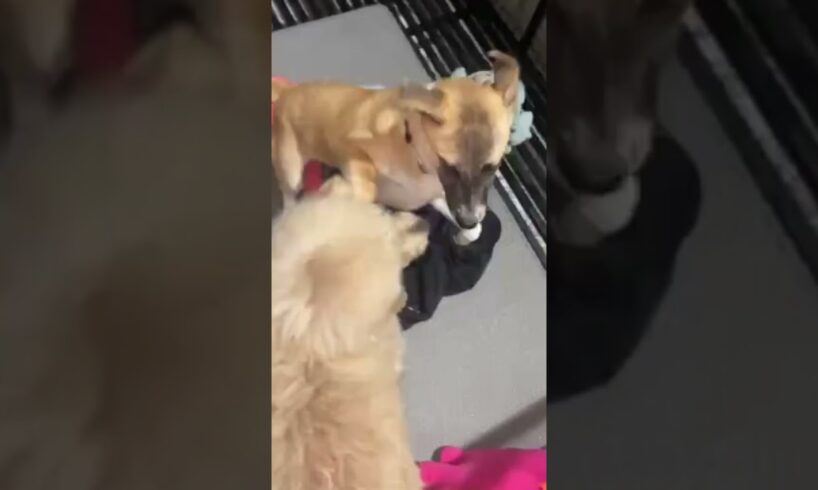 Cute Dog Collection, The World’s Cutest Puppies #dog #puppies #puppy #video #cute #cutest