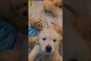 Funny Cute Puppies #shorts #cute