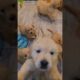 Funny Cute Puppies #shorts #cute