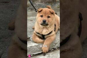 The love for these cute puppies grows day by day #dog #pet #cutedog #puppy #puppylove #cuteanimal