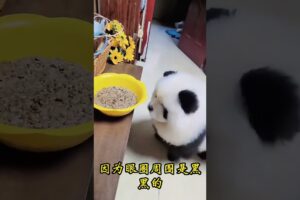 The love for these cute puppies grows day by day #dog #pet #cutedog #puppy #puppylove #cuteanimal