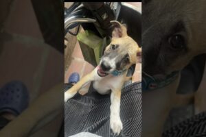 Cute Dog Collection, The World’s Cutest Puppies #dog #puppies #puppy #video #cute #cutest