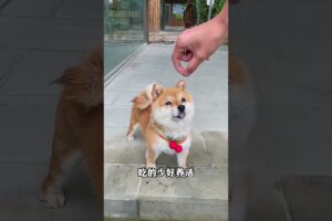 The love for these cute puppies grows day by day #dog #pet #cutedog #puppy #puppylove #cuteanimal