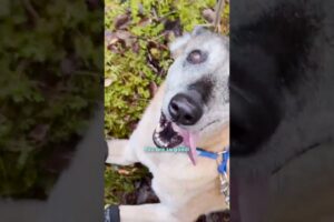 Amazing Dog In Norway Rescues Lost Dogs In The Woods | The Dodo