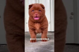 The love for these cute puppies grows day by day #dog #pet #cutedog #puppy #puppylove #cuteanimal