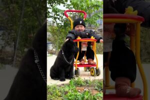 The love for these cute puppies grows day by day #dog #pet #cutedog #puppy #puppylove #cuteanimal