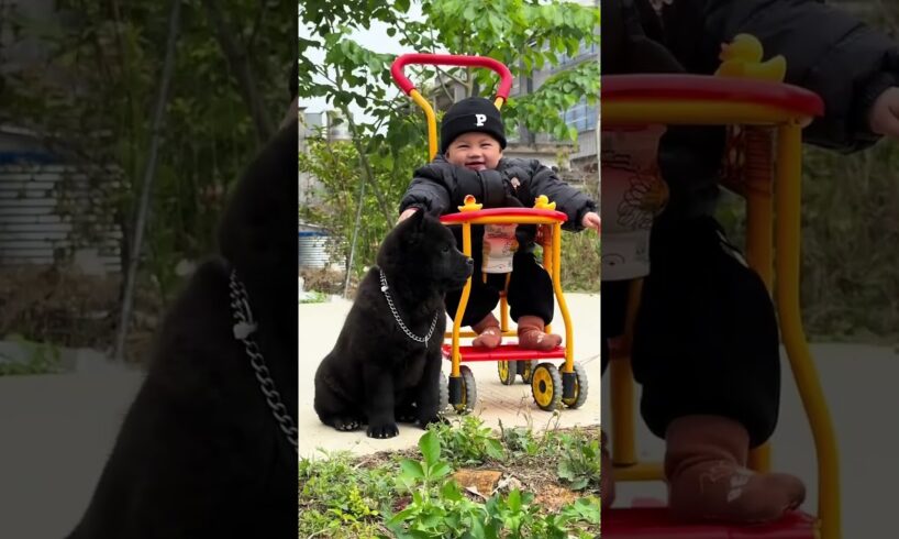 The love for these cute puppies grows day by day #dog #pet #cutedog #puppy #puppylove #cuteanimal