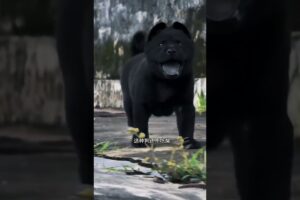 The love for these cute puppies grows day by day #dog #pet #cutedog #puppy #puppylove #cuteanimal