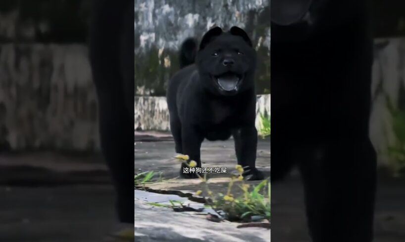 The love for these cute puppies grows day by day #dog #pet #cutedog #puppy #puppylove #cuteanimal