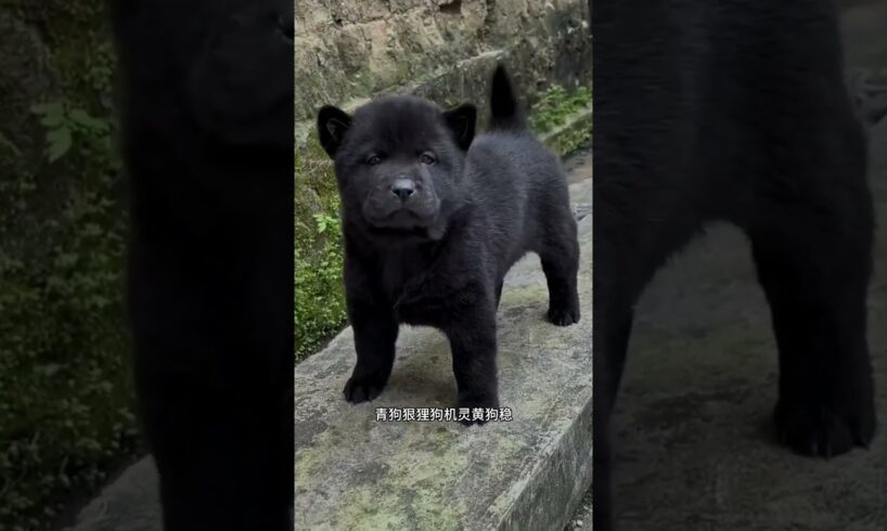 The love for these cute puppies grows day by day #dog #pet #cutedog #puppy #puppylove #cuteanimal