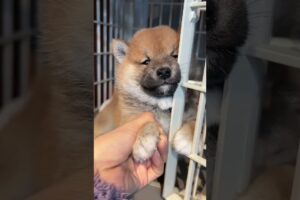 The love for these cute puppies grows day by day #dog #pet #cutedog #puppy #puppylove #cuteanimal