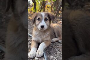 Funny Cute Puppies #shorts #cute