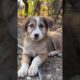 Funny Cute Puppies #shorts #cute